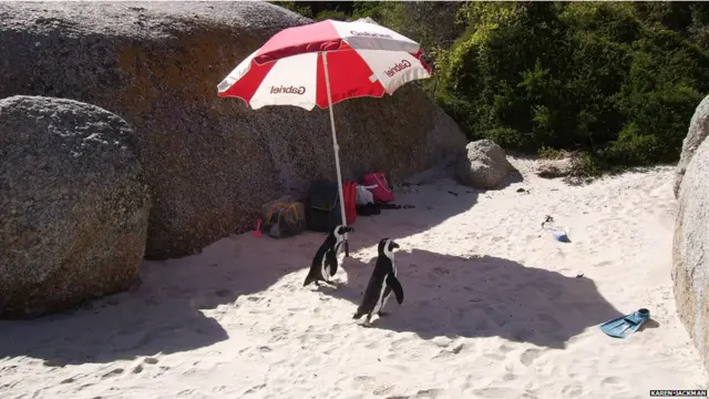 दक्षिण अफ्रीका