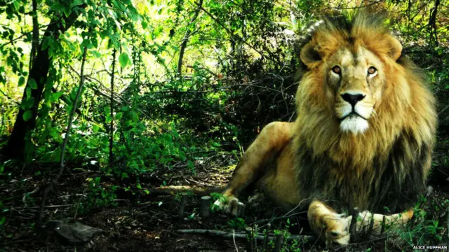 दक्षिण अफ्रीका