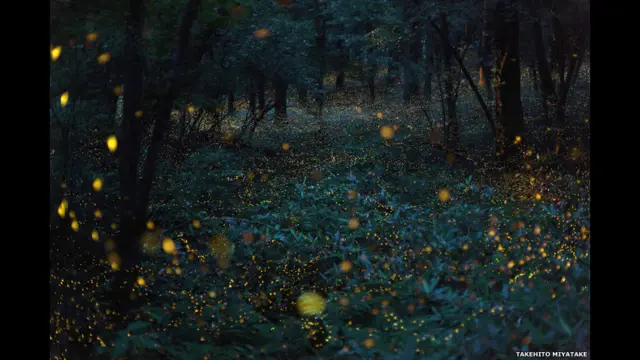 Fotógrafo naturalista procura revelar a conexão entre a terra, a água e o céu do seu país