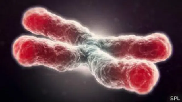 Los telómeros están relacionados al envejecimiento de las células.