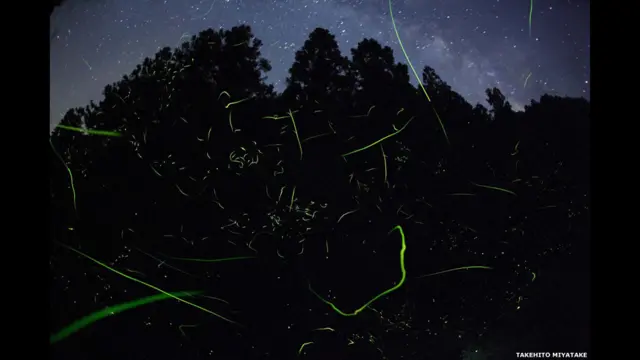 Fotógrafo naturalista procura revelar a conexão entre a terra, a água e o céu do seu país