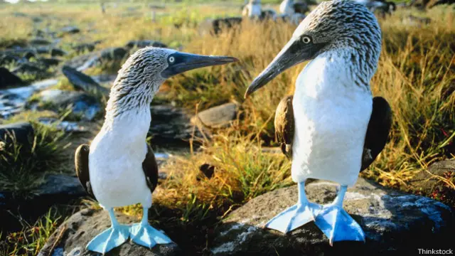 Piqueros de patas azules de Galápagos