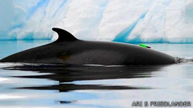 Los científicos colocaron dispositivos en dos ballenas para registrar ondas acústicas.