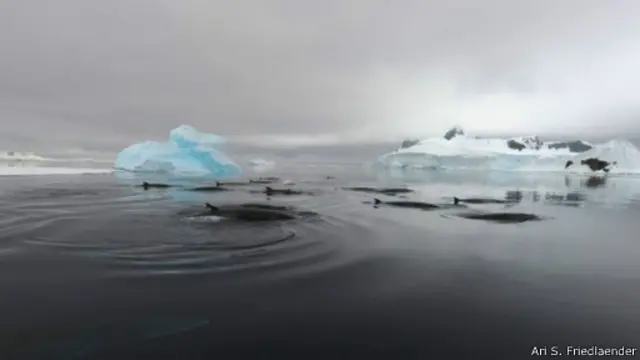 حيتان في القطب الجنوبي