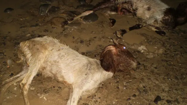 بلوچستان کے ضلع آواران اور اس سے ملحقہ ضلع کیچ کے بعض علاقوں میں گذشتہ سال ستمبر میں آنے والے زلزلے کے باعث 380 سے زائد افراد ہلاک، سینکڑوں زخمی اور مجموعی طور پر پونے دو لاکھ افراد متاثر ہوئے تھے