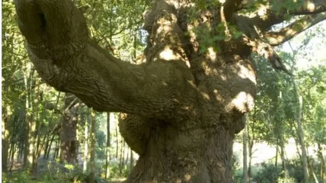 莎士比亞提及過溫莎這棵老橡樹