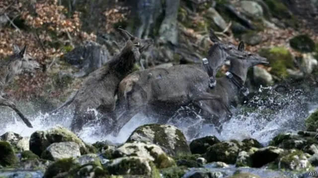 Олени в лесу