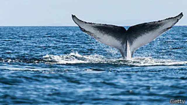 ballena azul