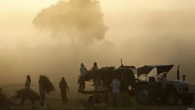 गेहूं की फसल