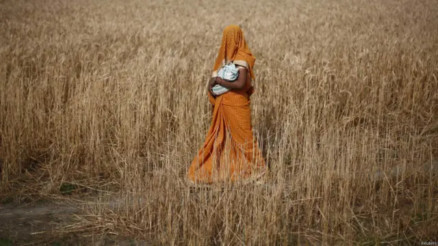 गेहूं की फसल