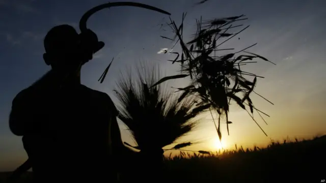 गेहूं की फसल