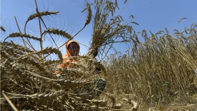 गेहूं की फसल