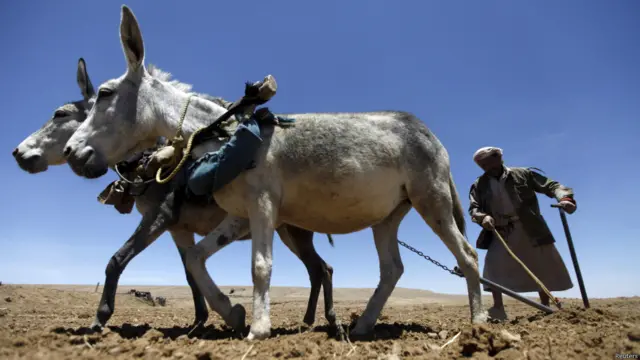 गेहूं की फसल