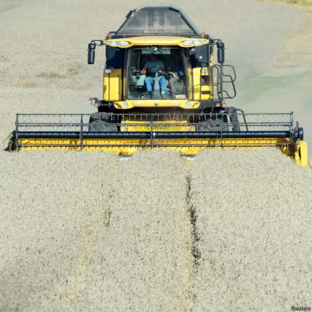 गेहूं की फसल