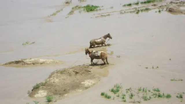 سيلاوونو د خلکو ترڅنګ د دغو ولسواليو څارويو ته هم زيانونه اړولي دي
