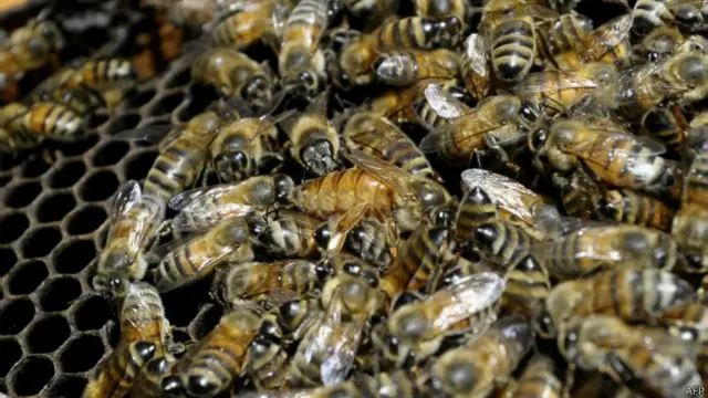 گزشتہ سرما میں امریکہ میں شہد کی مکھیوں کی آبادی میں 23 فیصد کم ہوئی تھی