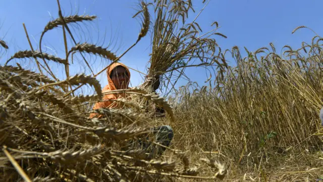 په پاکستان کې د تر ټولو مهم فصل غنمو لو شروع شوی دی. د پنجاب ایالتي حکومت اعلان کړی چې سږکال به له بزګرانو ۴۰ لکه میټرک ټنه غنم اخلي. که څه هم کله کله په پاکستان کې د اوړو بیه لوړېږي خو له تېرو څو کلونو راهیسې په دغه هېواد کې د غنمو کمښت نه دی احساس شوی.
