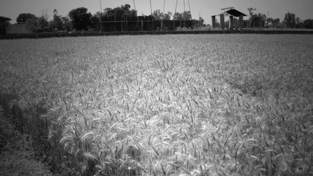 पंजाब खेती, जालंधर, मनरेगा