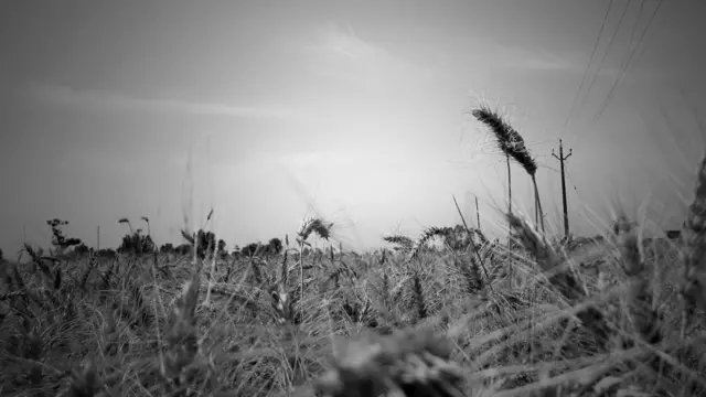 पंजाब, मनरेगा, किसान, क़तार के आख़िरी