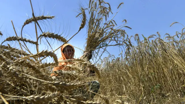 پاکستان میں گندم کی کاشت شروع ہو گئی ہے اور عورتیں کھیتوں میں جسمانی مشقت کے کام میں مصروف ہیں۔