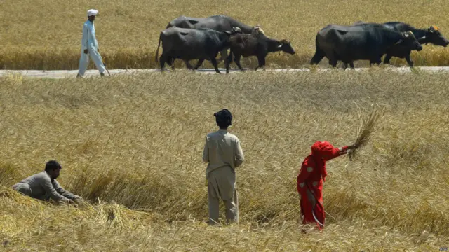 گندم کی فصل کی کاشت کے موقعے پر دیہاتوں میں مزدوری کا کام بڑھ جاتا ہے اور عموماً گھرانے کے تمام ارکان کو مل کر کام کرنا پڑتا ہے۔
