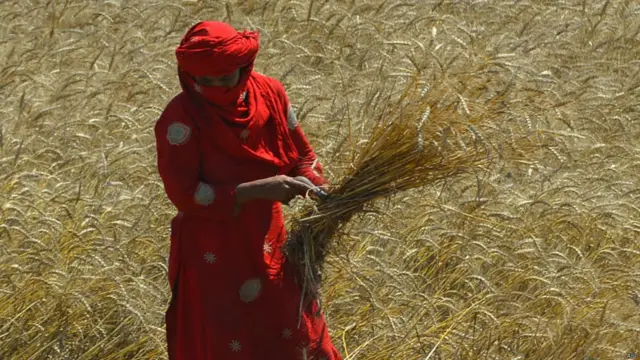 گندم کی کاشت والے علاقوں میں عورتیں مردوں کے شانہ بشانہ کام کرتی ہیں۔