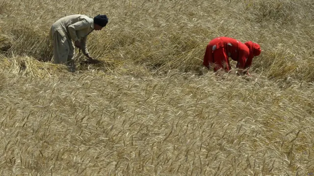 ماہرین کا کہنا ہے کہ دنیا کہ کئی ملکوں میں گندم کی فصل پر وائرس کے حملے سے پیداوار کم ہونے کا اندیشہ ہے۔