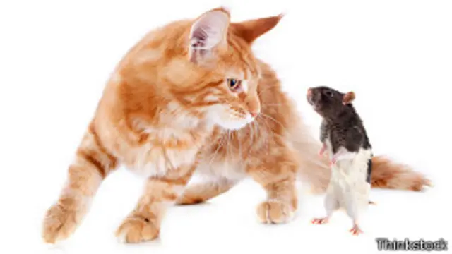 Котенок и крыса