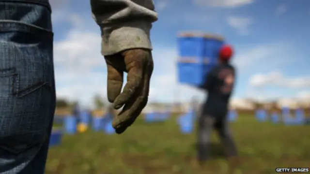 农场主会告诉你，没有廉价移民劳工，萝卜白菜非烂在地里不可。