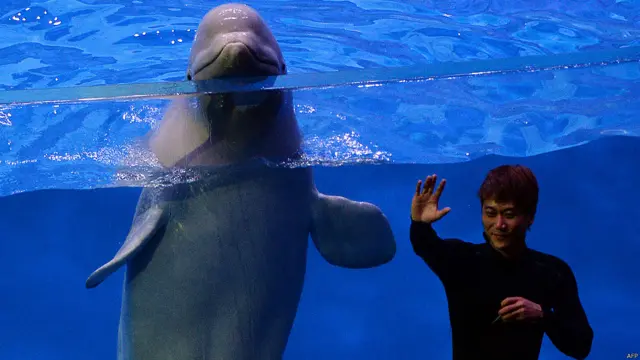 बेलुगा व्हेल