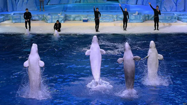 बेलुगा व्हेल