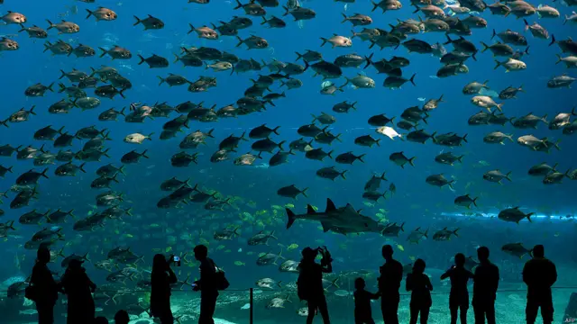 बेलुगा व्हेल की लंबाई पाँच मीटर के क़रीब होती है.