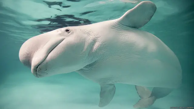 यह बेलुगा रूस की राजधानी मॉस्को के एक प्रदर्शनगृह में रखी गई है.