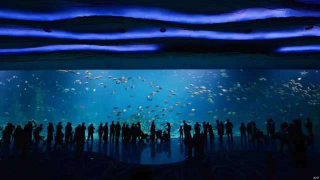 बेलुगा व्हेल