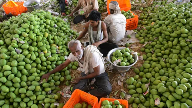 گرم موسم کے ساتھ ہی پھلوں کا’باشادہ‘ آم بھی منڈی میں آ گیا ہے۔ بھارت میں آموں کی ایک ہزار کے قریب اقسام پائی جاتی ہیں۔ بھارتی آم کی مقبول نسل الفونسو آم مشرقِ وسطیٰ، یورپ اور امریکہ میں بہت مشہور ہیں لیکن رواں سال یورپی یونین کے بھارتی آموں اور سبزیوں کی درآمد پر پابندی عائد کر دی ہے۔ بھارتی برآمدات کے ادارے نے یورپی یونین کے اس فیصلے پر تنقید کرتے ہوئے پابندی ہٹانے کا مطالبہ کیا ہے۔