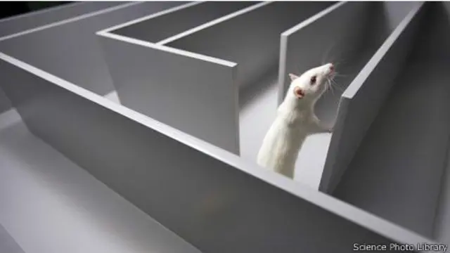 Rata en un laberinto