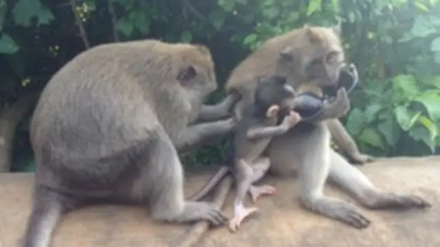 猴子有時候來搗亂