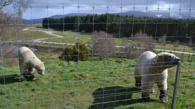 Osos polares en la reserva de Highland