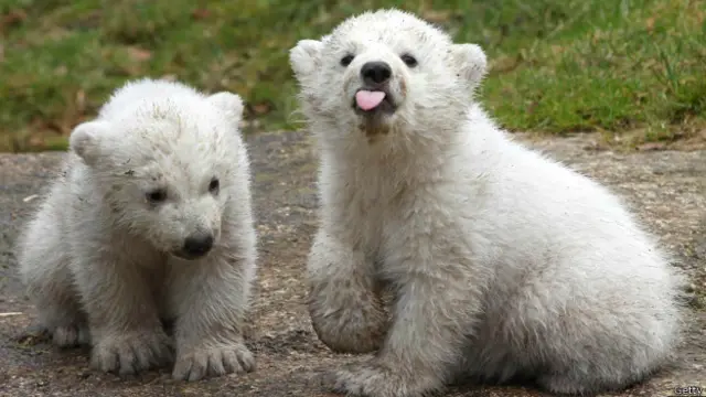 Cachorros de osos polares