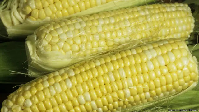 मक्का, हाई फाइबर युक्त भोजन