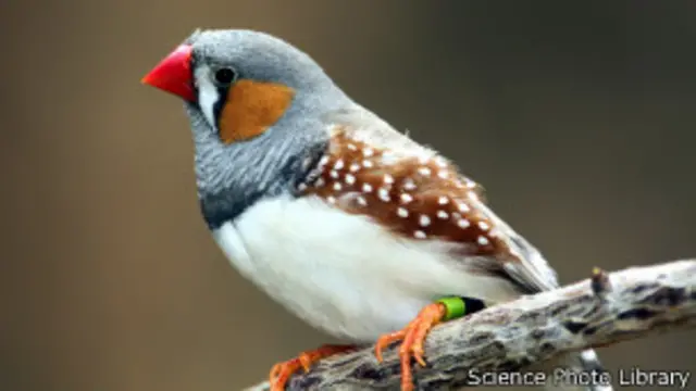 جسامت میں کمی اور بال و پر جیسی خصوصیات پیدا کرنے سے پرندوں کو اپنی نسلوں کی بقا میں مدد ملی