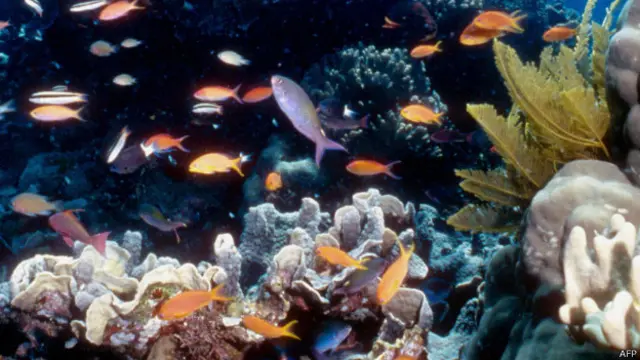 大堡礁（资料照片）