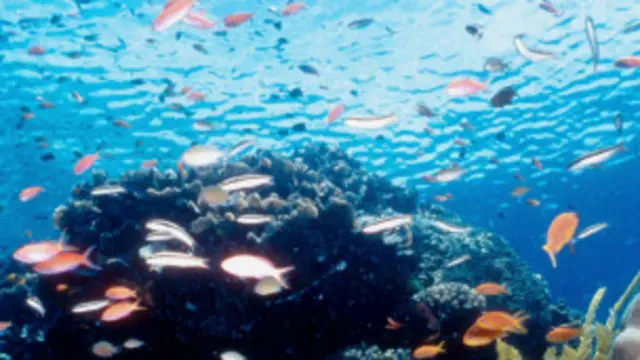 تپه های مرجانی