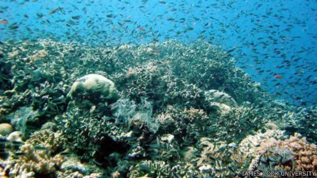 الشعاب المرجانية في الحاجز المرجاني العظيم