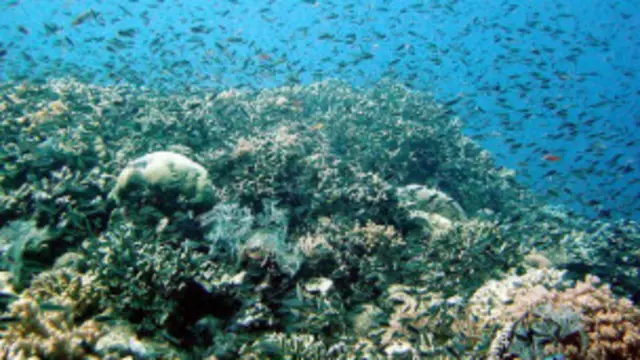 ग्रेट बैरियर रीफ़