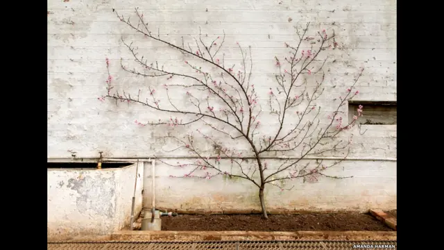 عکس از آماندا هرمن