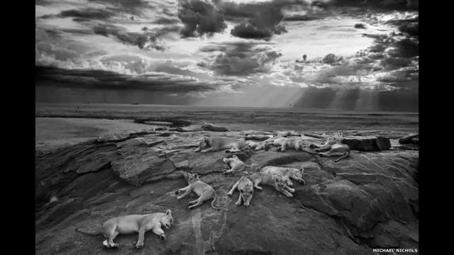 شیر سرنگتی، عسک از مایلکل نیکولاس