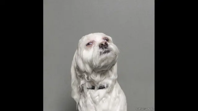 عکس از سوفی گامان