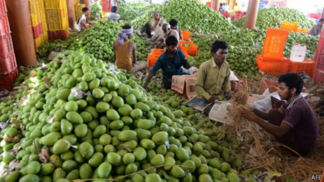 Mangga India