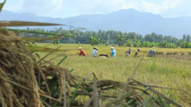 petani, sawah